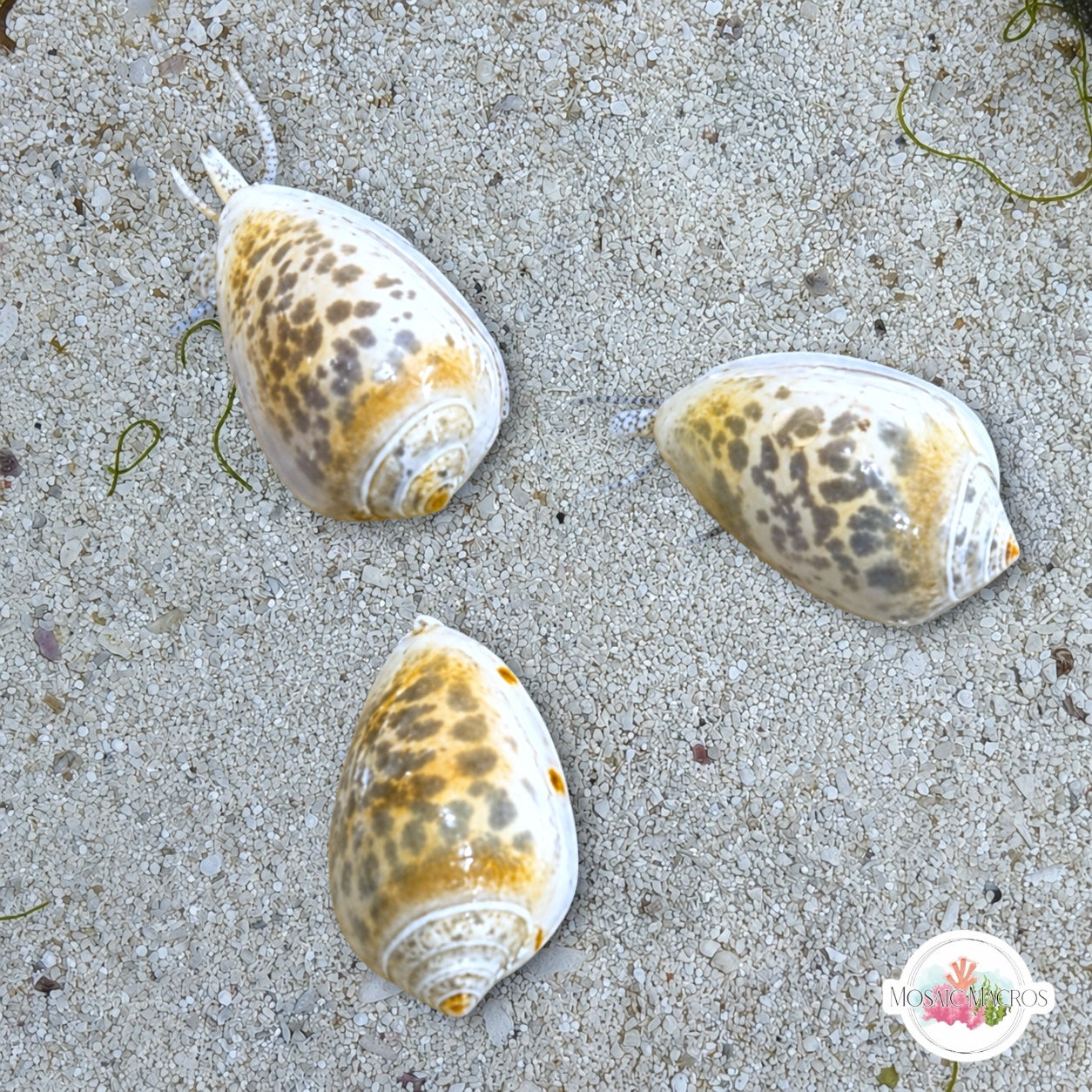 Glowing Marginella Snail | Prunum apicinum