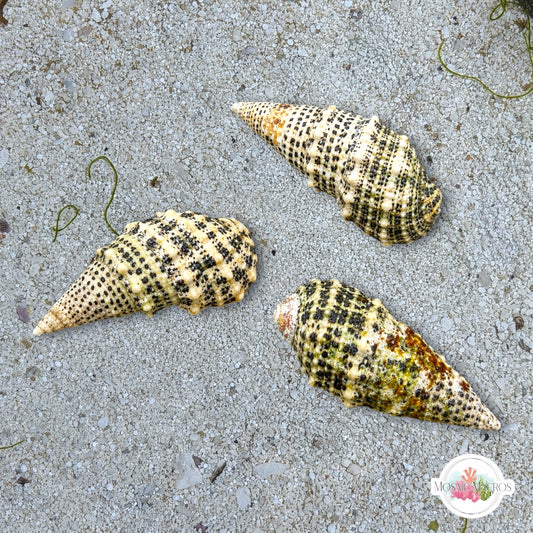 Cerith Snail | Cerithium litteratum