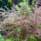 Spiny Mocha Gracilaria Macroalgae | Gracilaria sp.