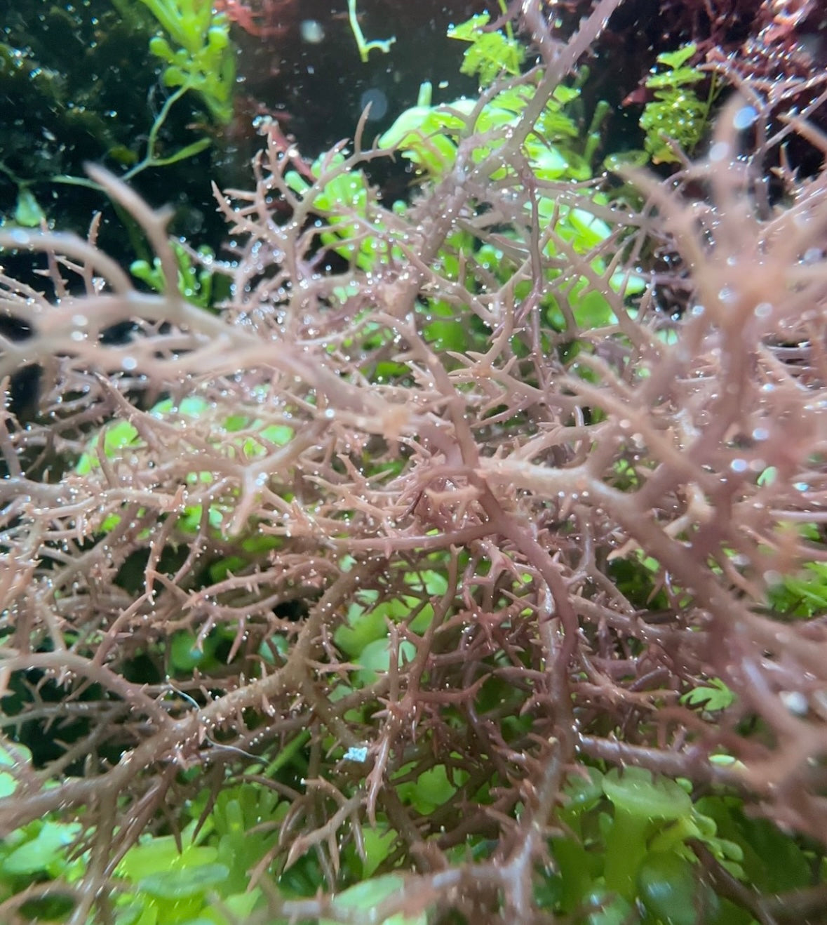 Spiny Mocha Gracilaria Macroalgae | Gracilaria sp.