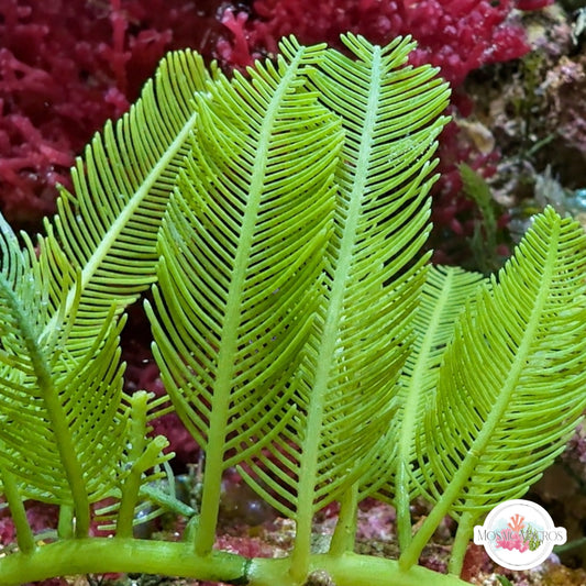 Feather Caulerpa Macroalgae | Caulerpa sertularoides
