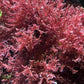 Pink Feather Macroalgae | Unknown sp.