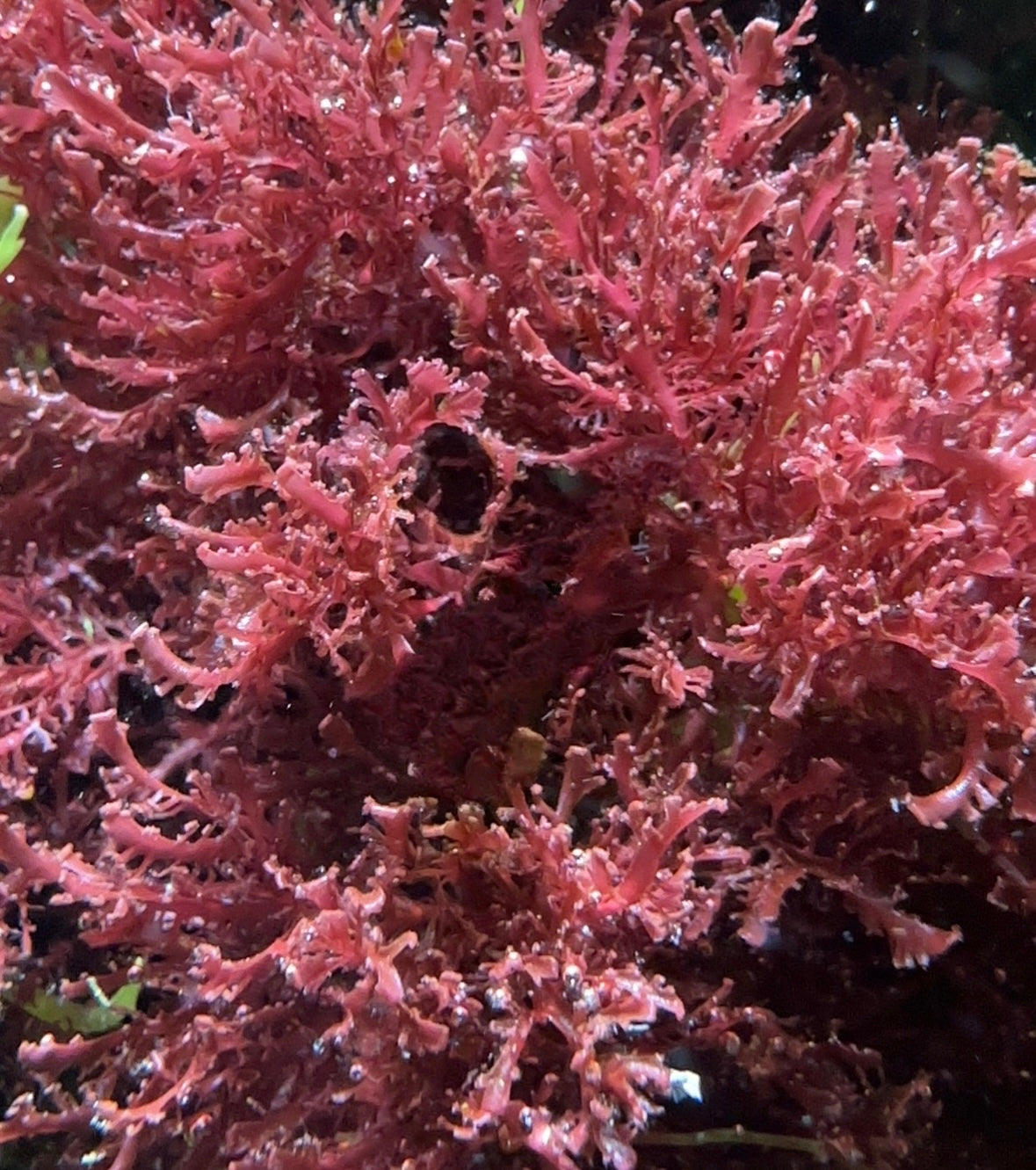 Pink Feather Macroalgae | Unknown sp.