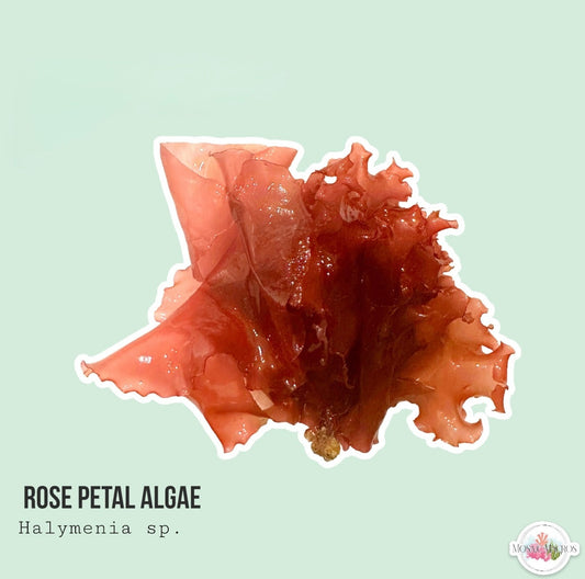 Rose Petal Macroalgae | Halymenia sp.