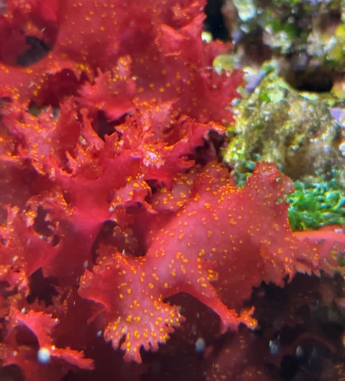 Orange Galaxy Macroalgae | Halymenia stipitata