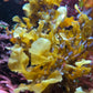 Pseudo-Kelp Macroalgae | Sargassum sp.