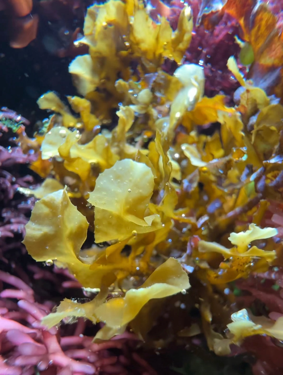 Pseudo-Kelp Macroalgae | Sargassum sp.