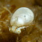 Glowing Marginella Snail | Marginella sp.