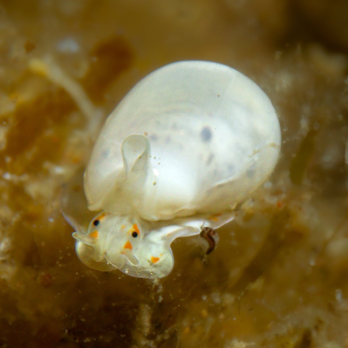 Glowing Marginella Snail | Marginella sp.