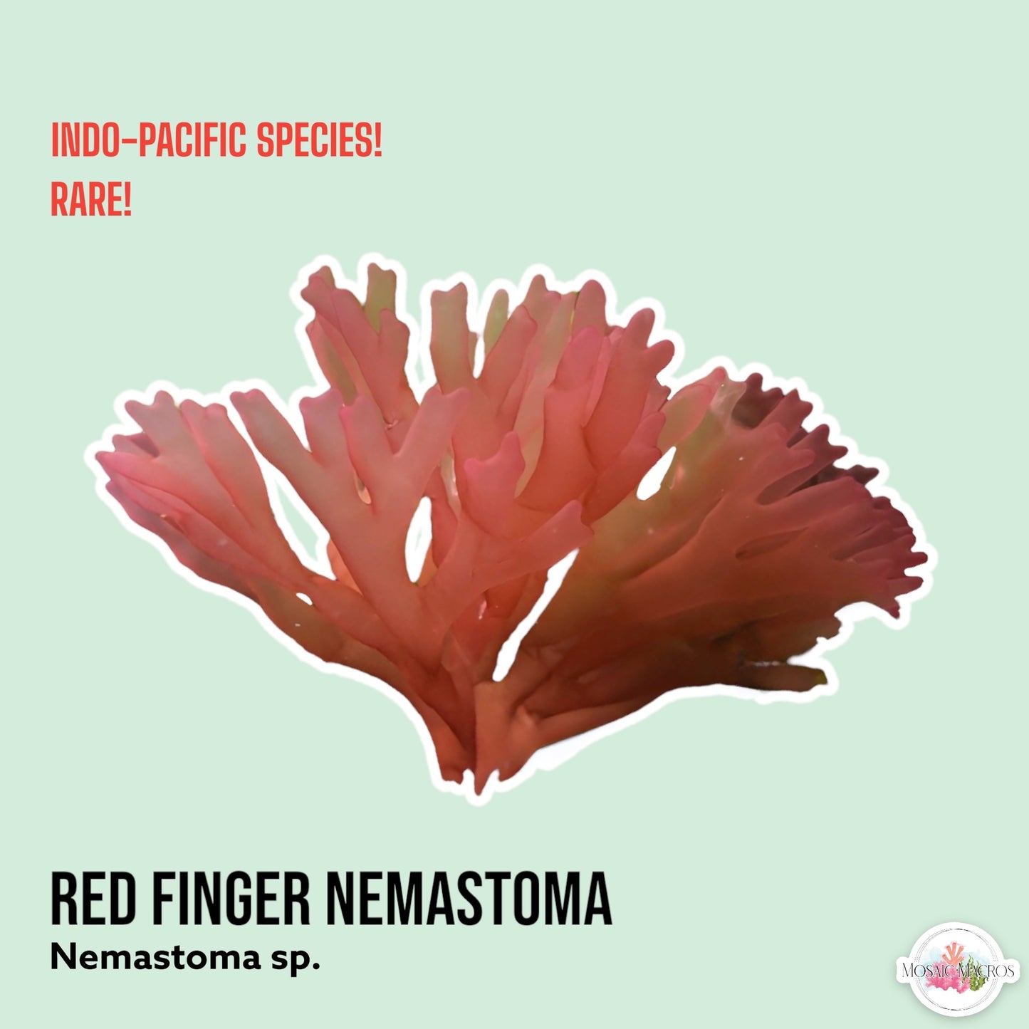 Red Finger Nemastoma Macroalgae | Nemastoma sp.