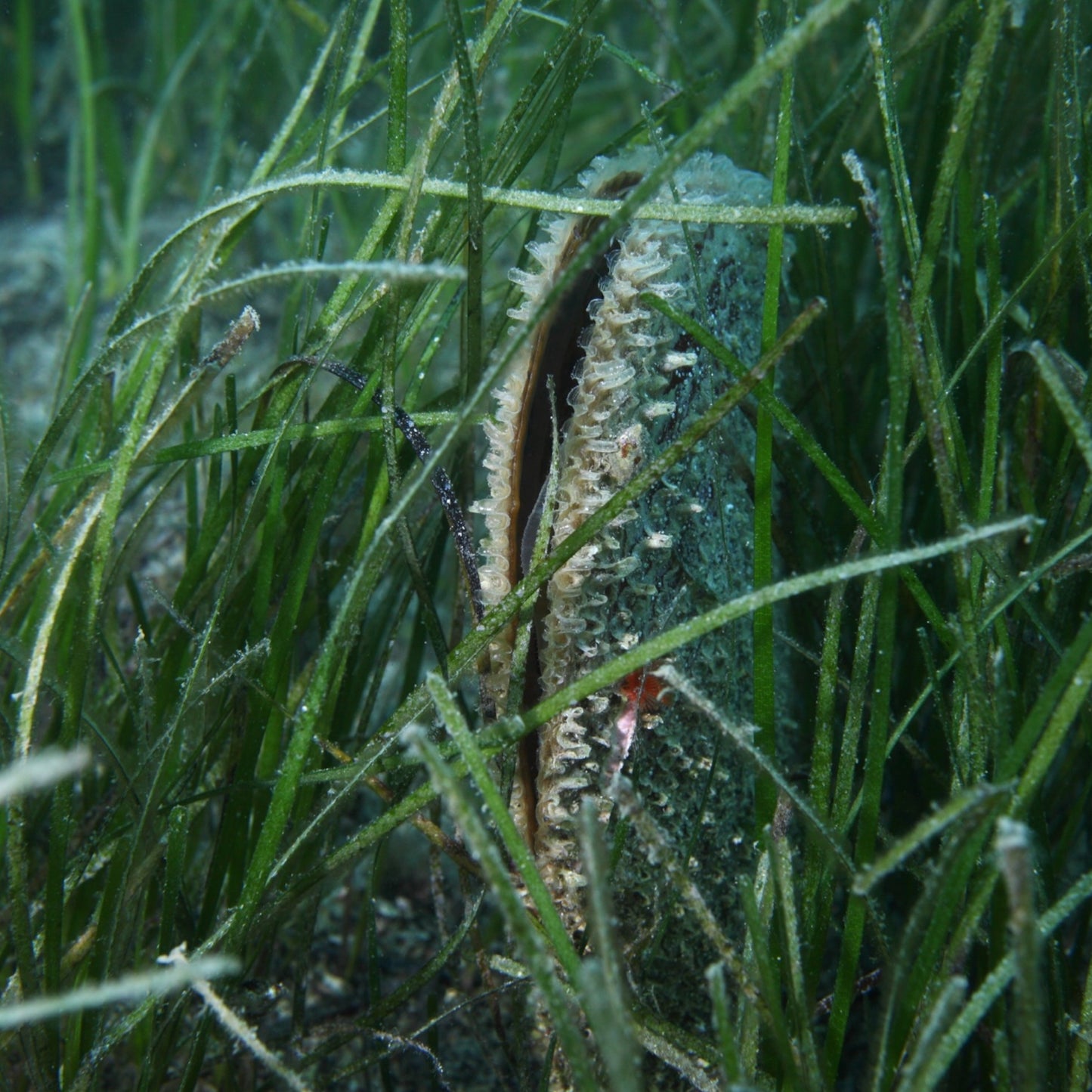 Florida Penshell Clam | Atrina sp.