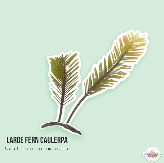 Large Fern Caulerpa | Caulerpa ashmeadii