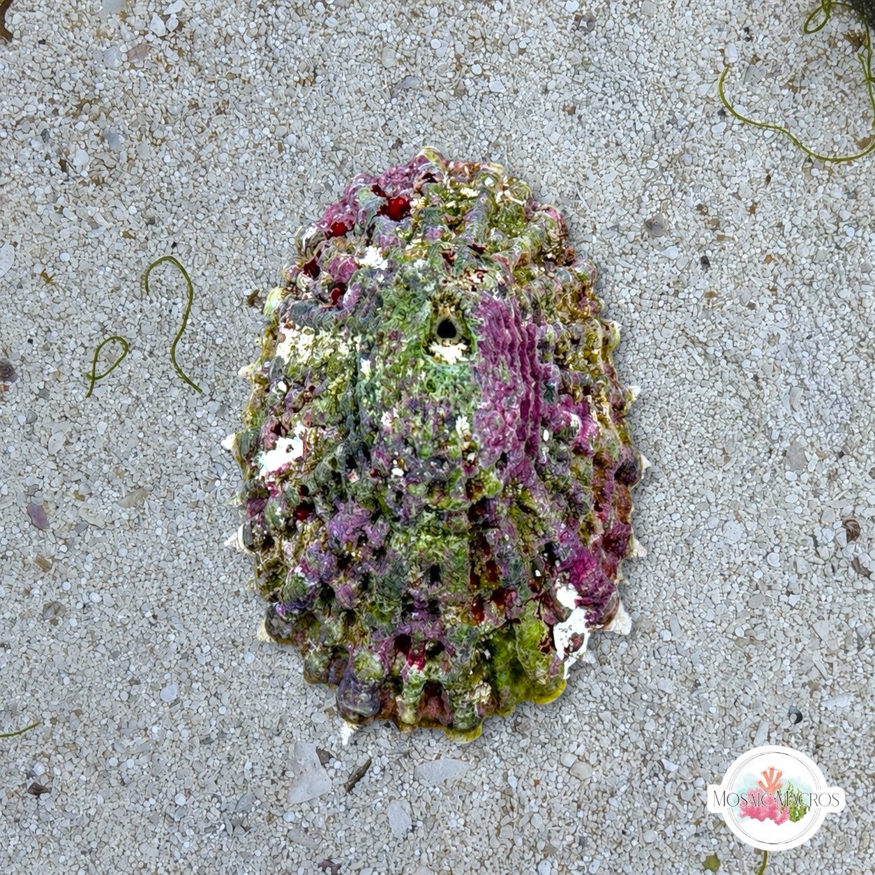 Cayenne Keyhole Limpet Snail | Diodora cayenensis