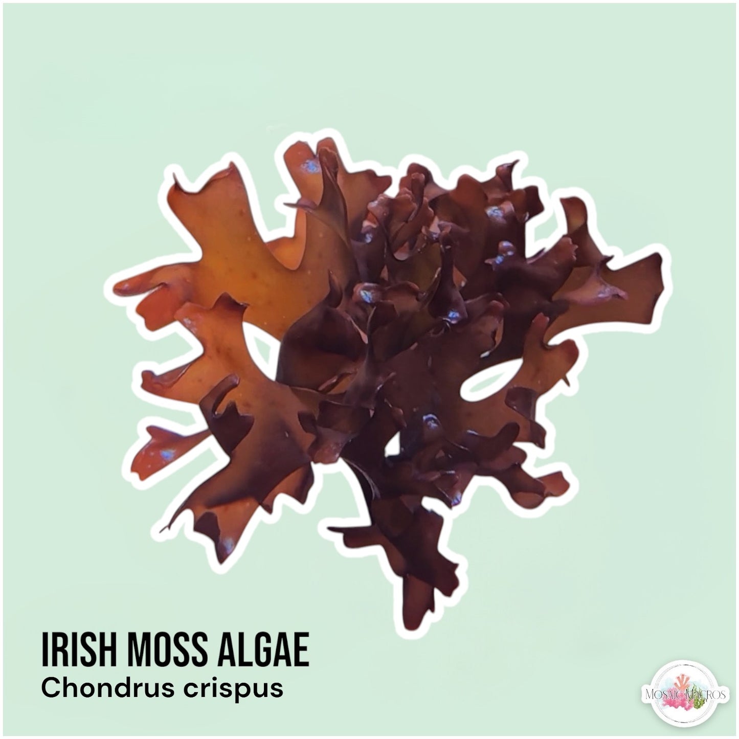 Irish Moss Macroalgae | Chondrus crispus