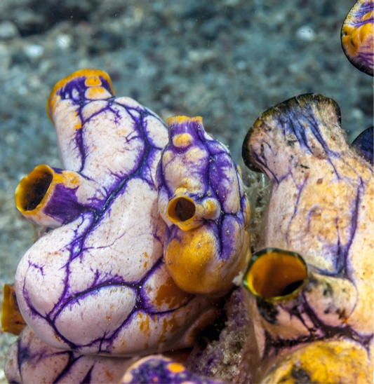 Golden Sea Squirt | Polycarpa aurata