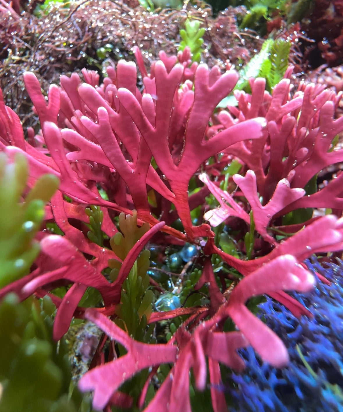 Flat-Branched Pink Thicket Macroalgae | Dichotomaria marginata