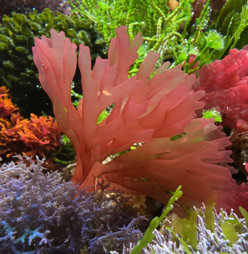 Red Finger Nemastoma Macroalgae | Nemastoma sp.