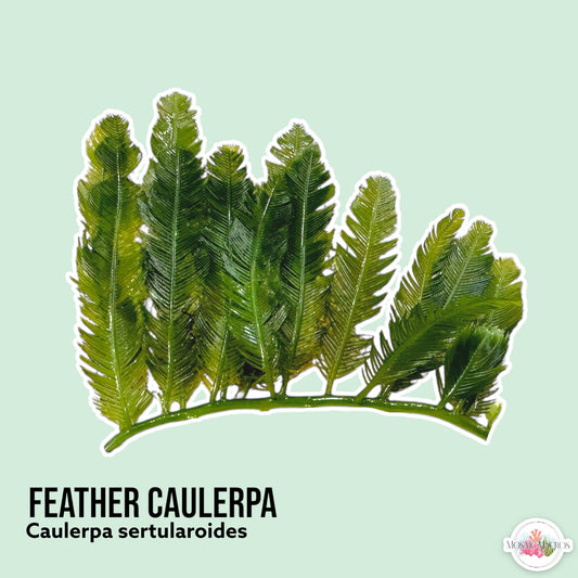 Feather Caulerpa Macroalgae | Caulerpa sertularoides