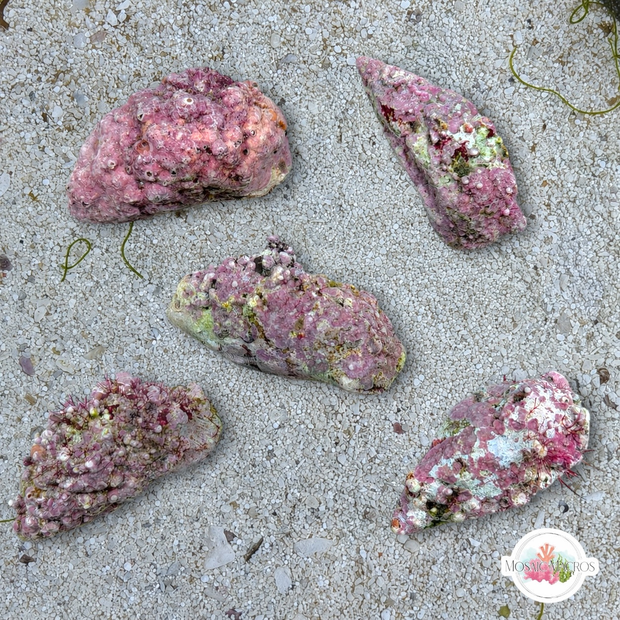 Coralline Stocky Cerith Snail | Cerithium sp.