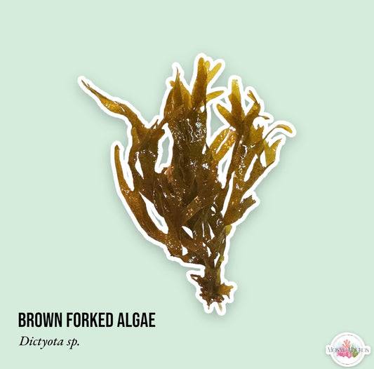 Brown Forked Algae | Dictyota sp.
