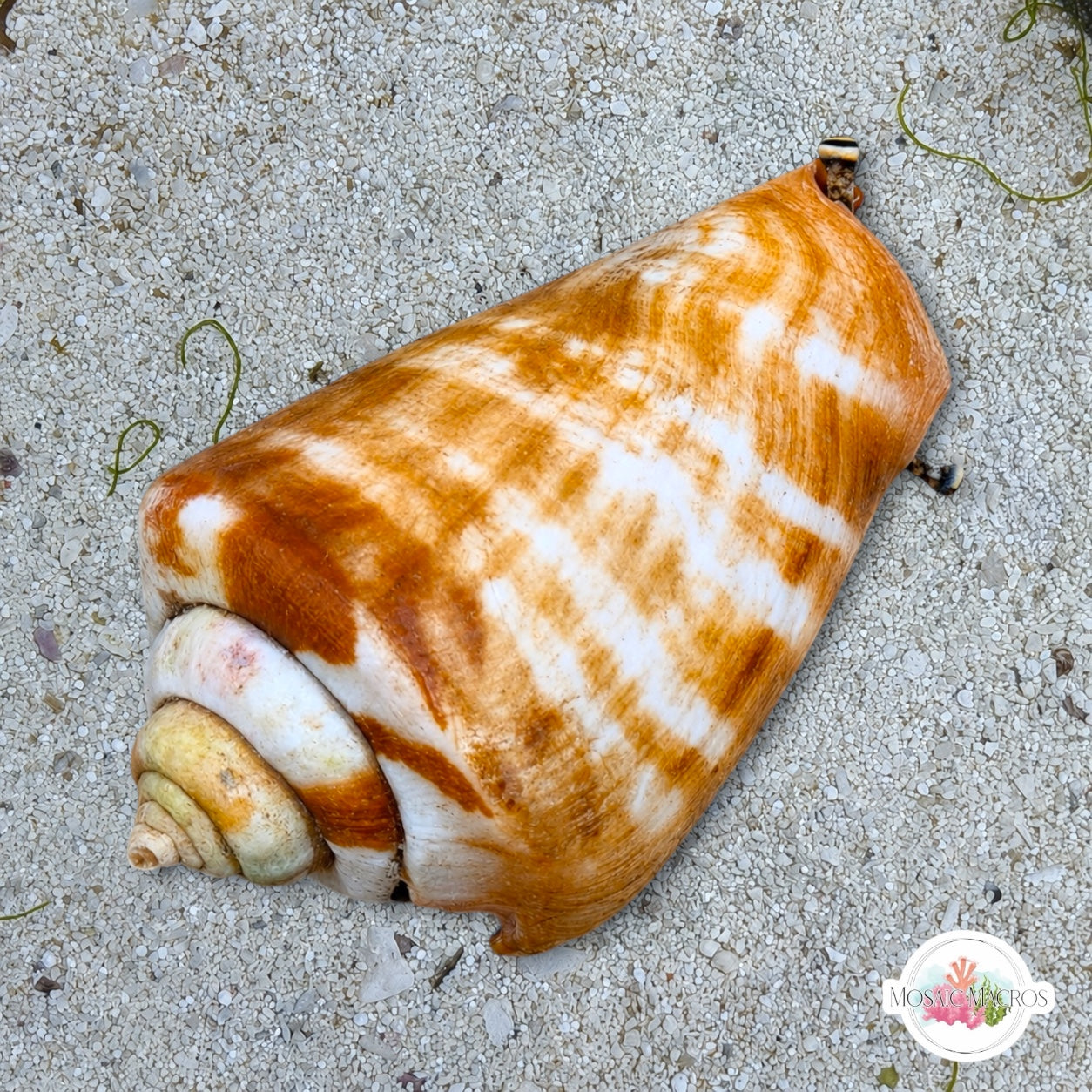 Strawberry Tiger Conch Snail | Conomurex luhuanus