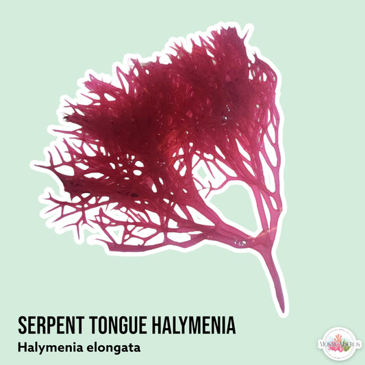 Serpent Tongue Halymenia | Halymenia elongata