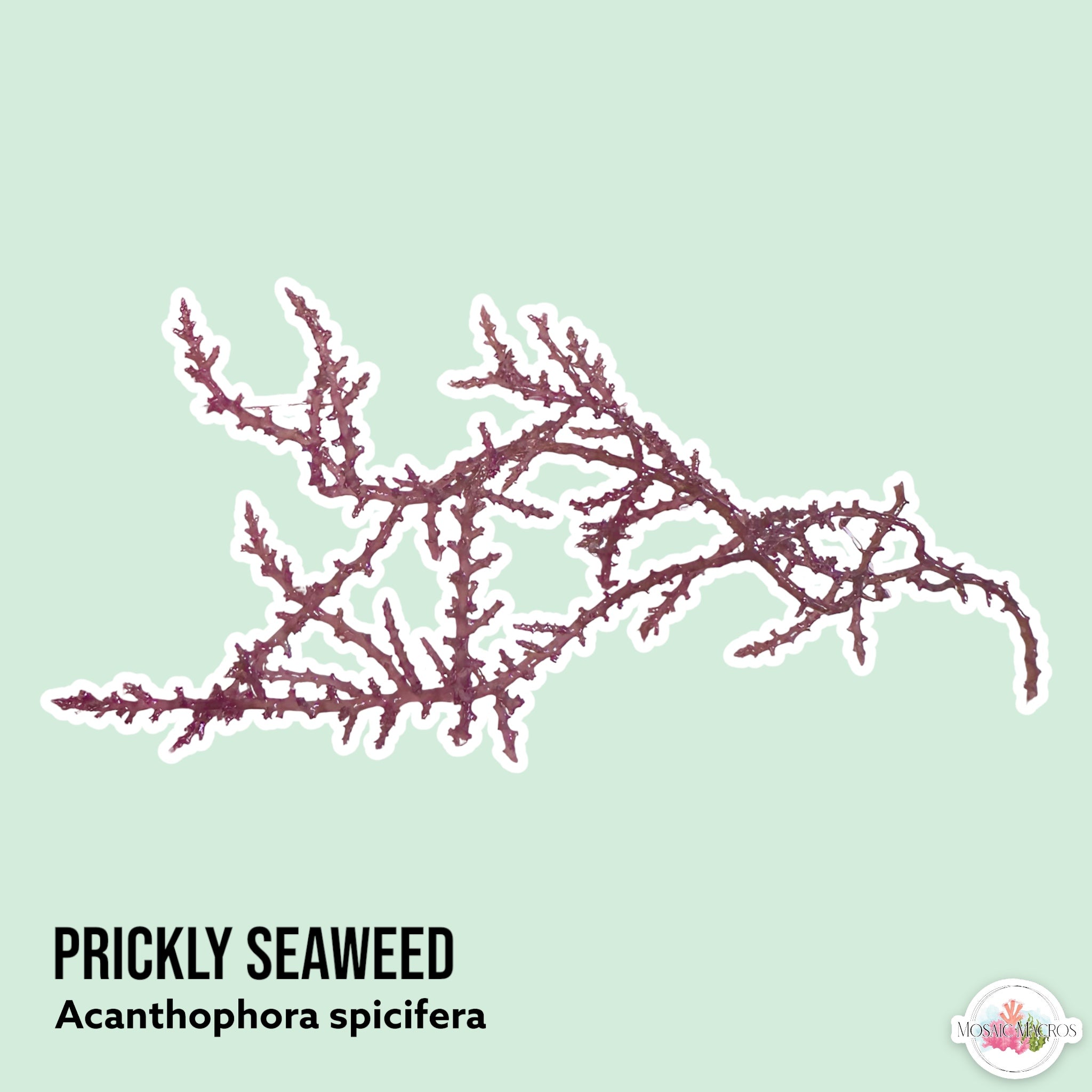 Rhodophyta (Red Algae) – Page 2 – MosaicMacros