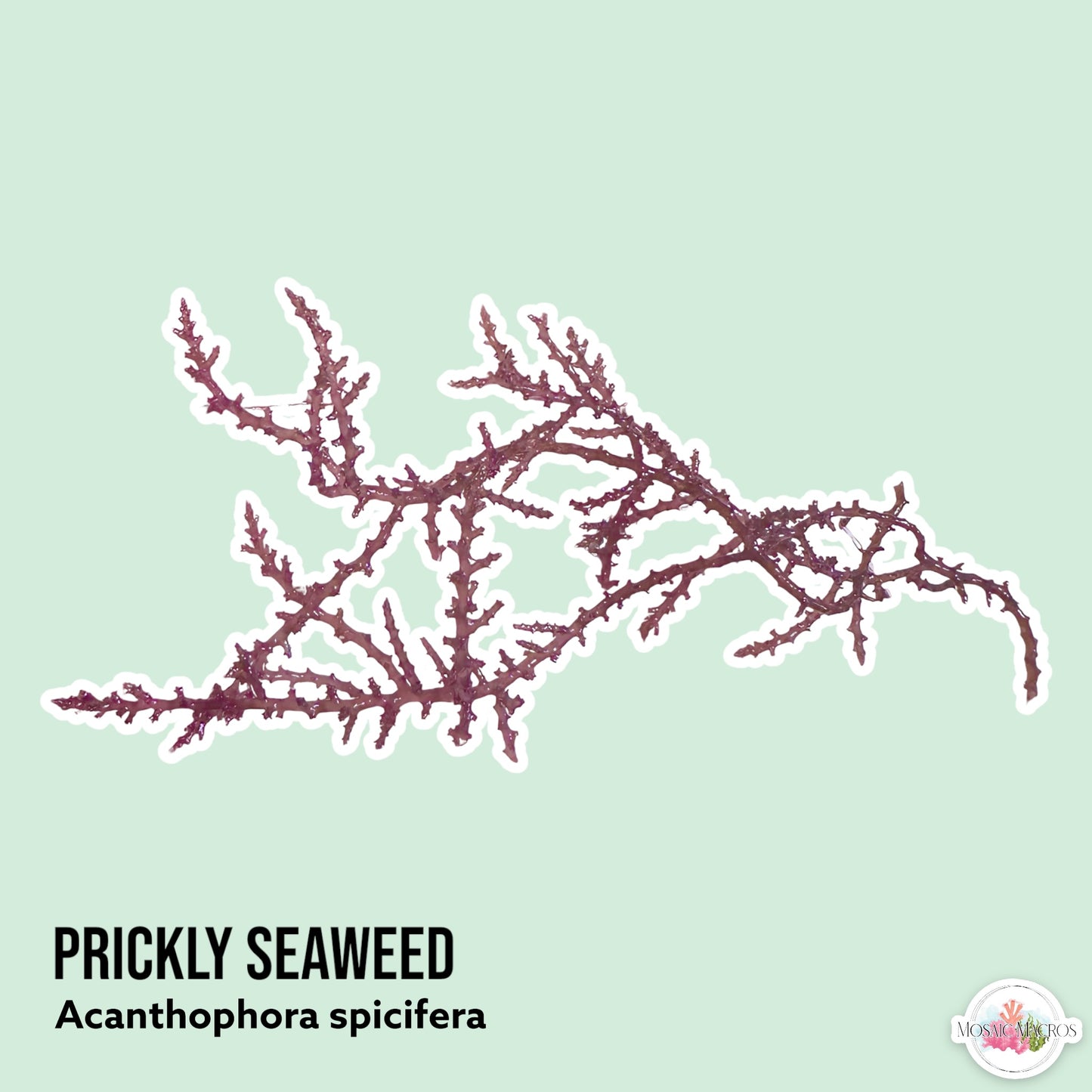 Prickly Seaweed Macroalgae | Acanthophora spicifera