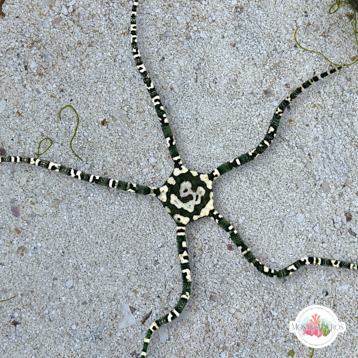 Harlequin Serpent Star | Ophioderma appressa