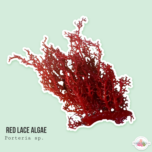 Red Lace Algae | Portieria sp.