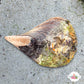 Florida Penshell Clam | Atrina sp.