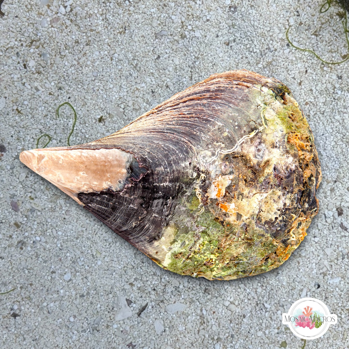 Florida Penshell Clam | Atrina sp.