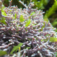 Thin Branching Coralline Macroalgae | Corallina sp.