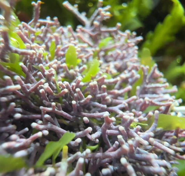 Thin Branching Coralline Macroalgae | Corallina sp.