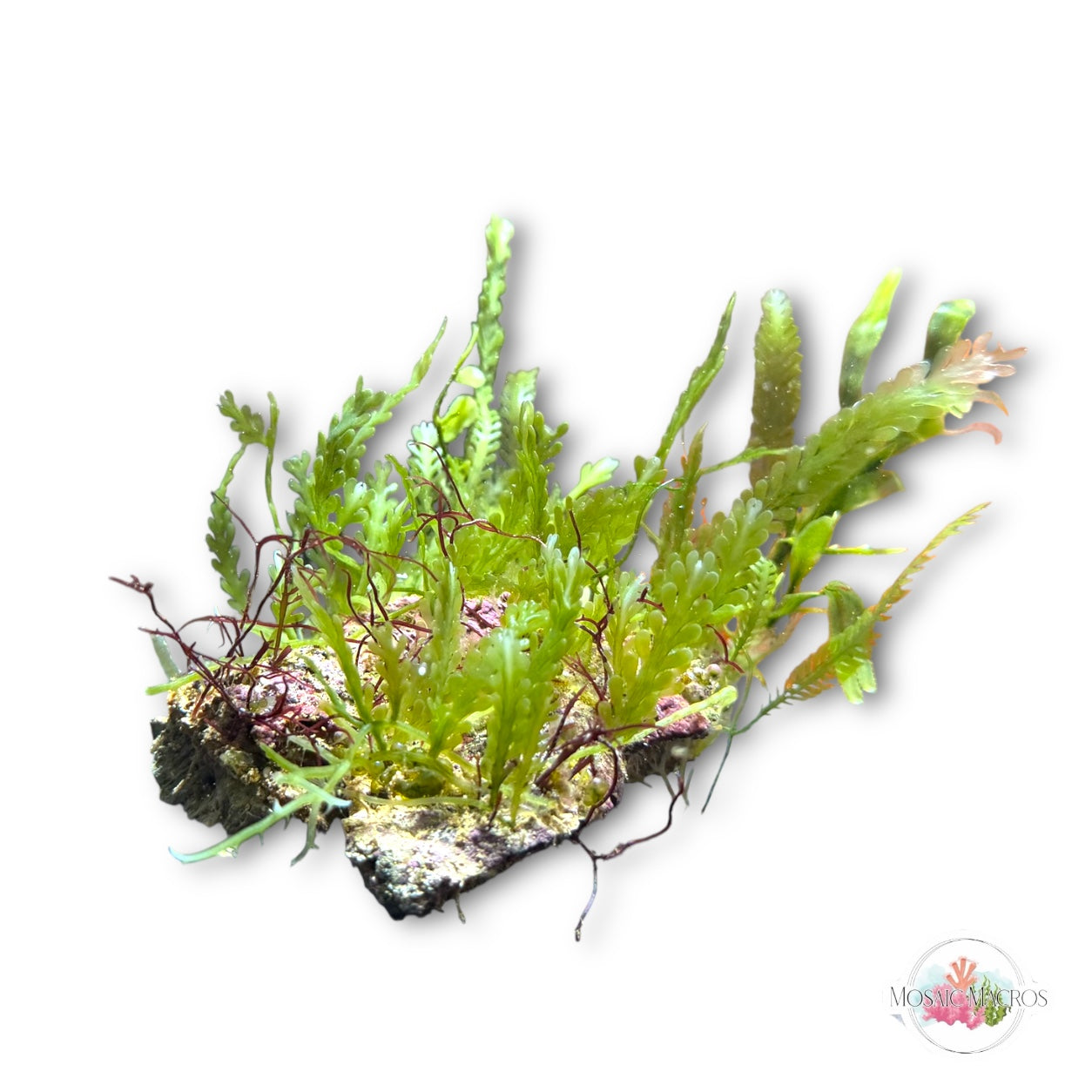 WYSWYG Macro Rock (Medium)