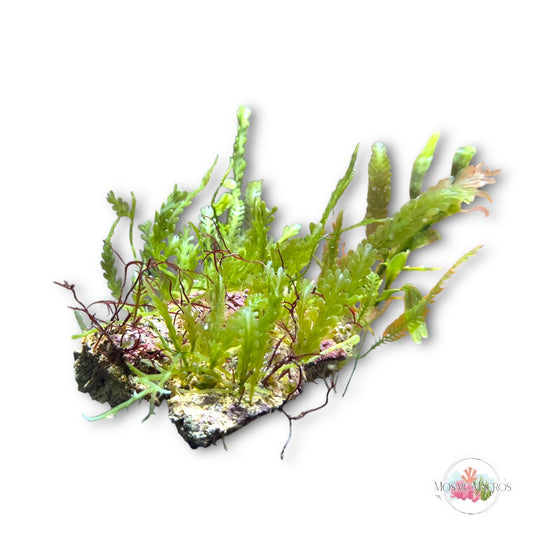 WYSWYG Macro Rock (Medium)