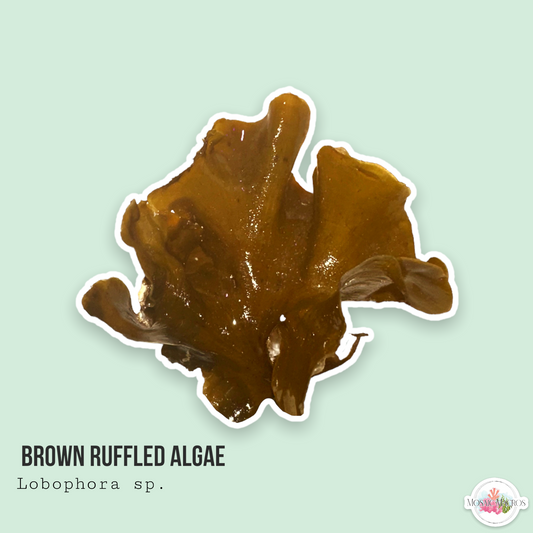 Brown Ruffles Algae | Lobophora sp.