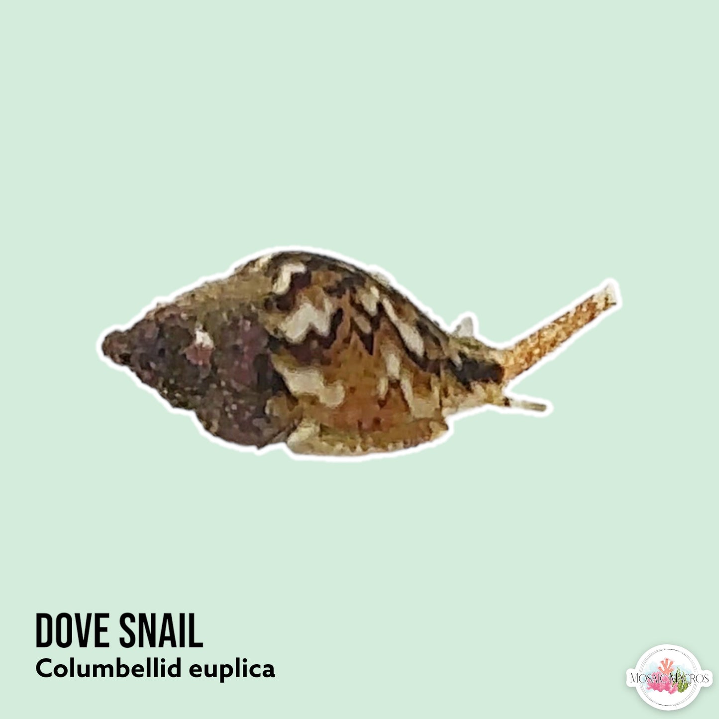 Dove Snail | Columbellid euplica