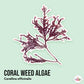 Coral Weed Algae | Corallina officinalis