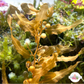 Pseudo-Kelp Macroalgae | Sargassum sp.