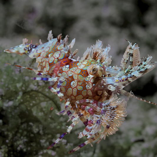Eyespot Saron Shrimp | Saron neglectus