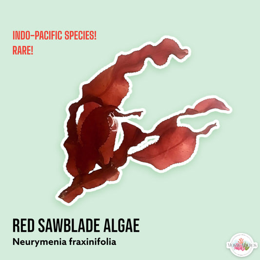 Red Sawblade Macroalgae | Neurymenia fraxinifolia