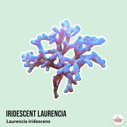 Color-Shifting Laurencia | Laurencia iridescens