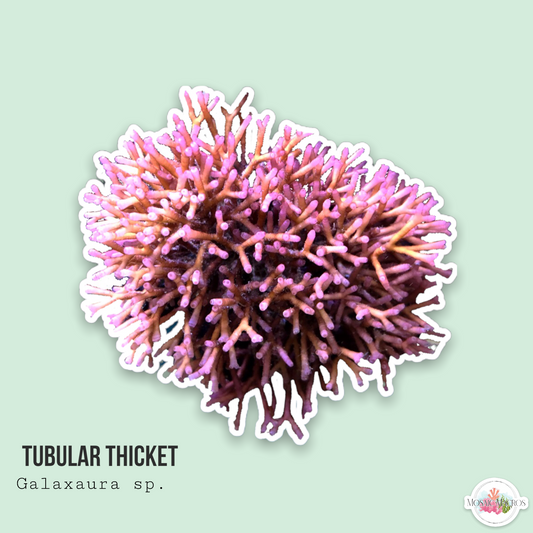 Tubular Thicket | Galaxaura sp.