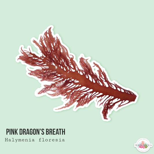 Pink Dragon’s Breath | Halymenia floresia