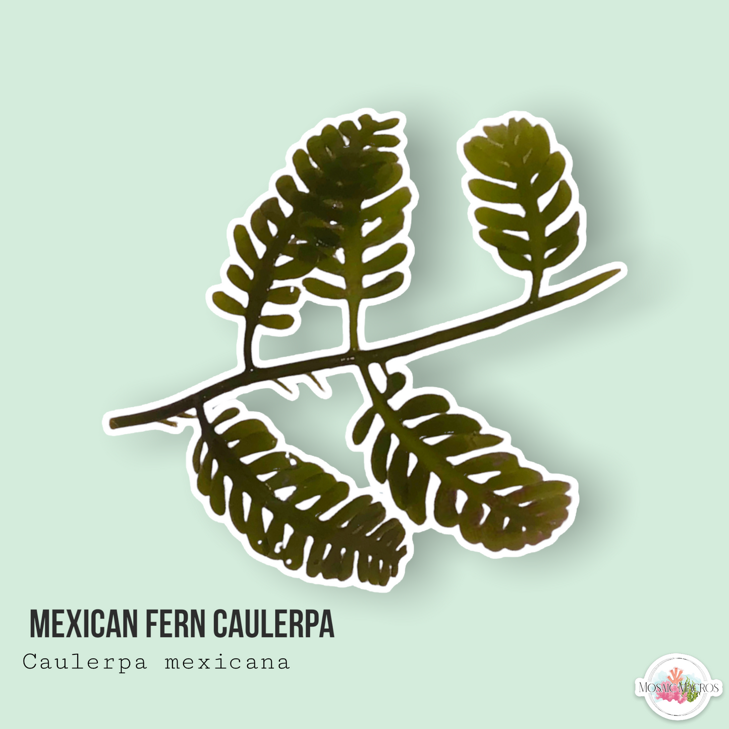 Mexican Fern Caulerpa Macroalgae | Caulerpa mexicana