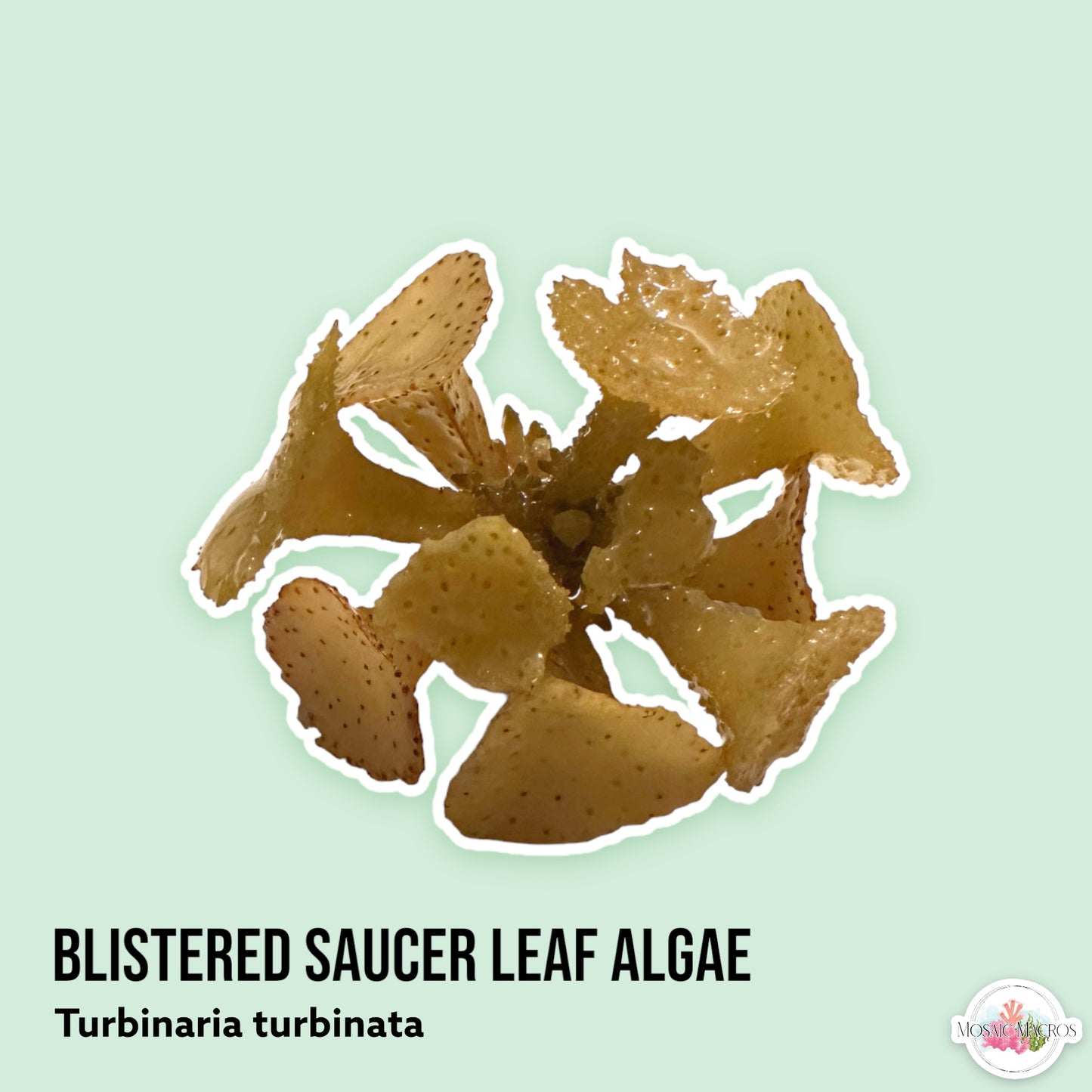 Blistered Saucer Leaf Algae | Turbinaria turbinata