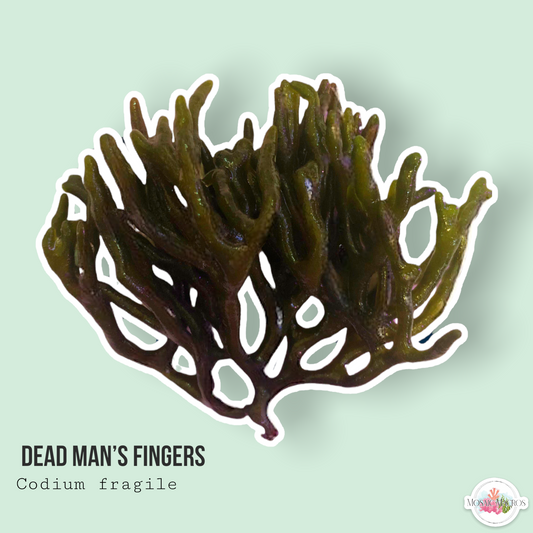 Dead Man’s Fingers | Codium fragile