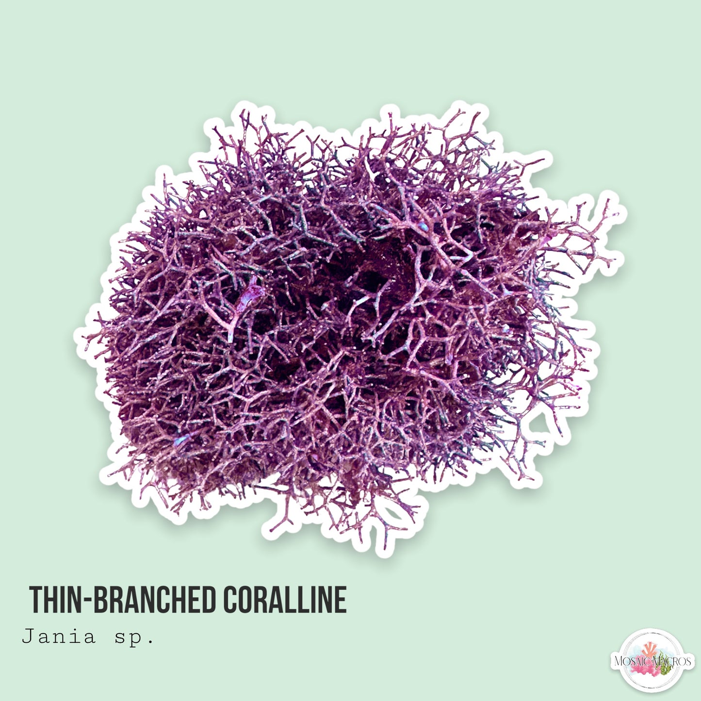 Thin Branching Coralline | Corallina sp.
