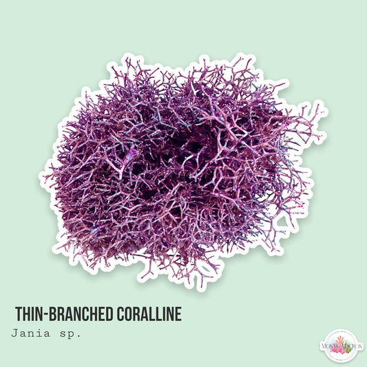 Thin Branching Coralline | Corallina sp.